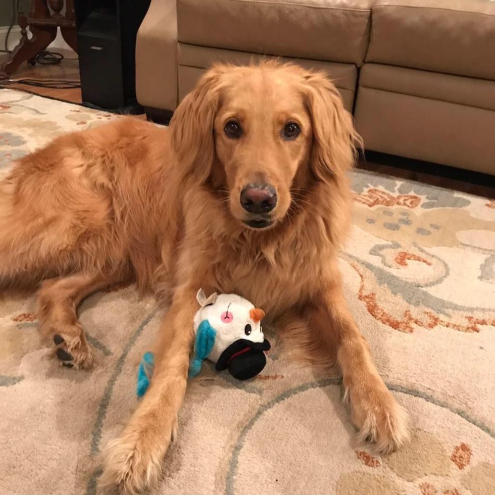 Meet your Posher, Chase